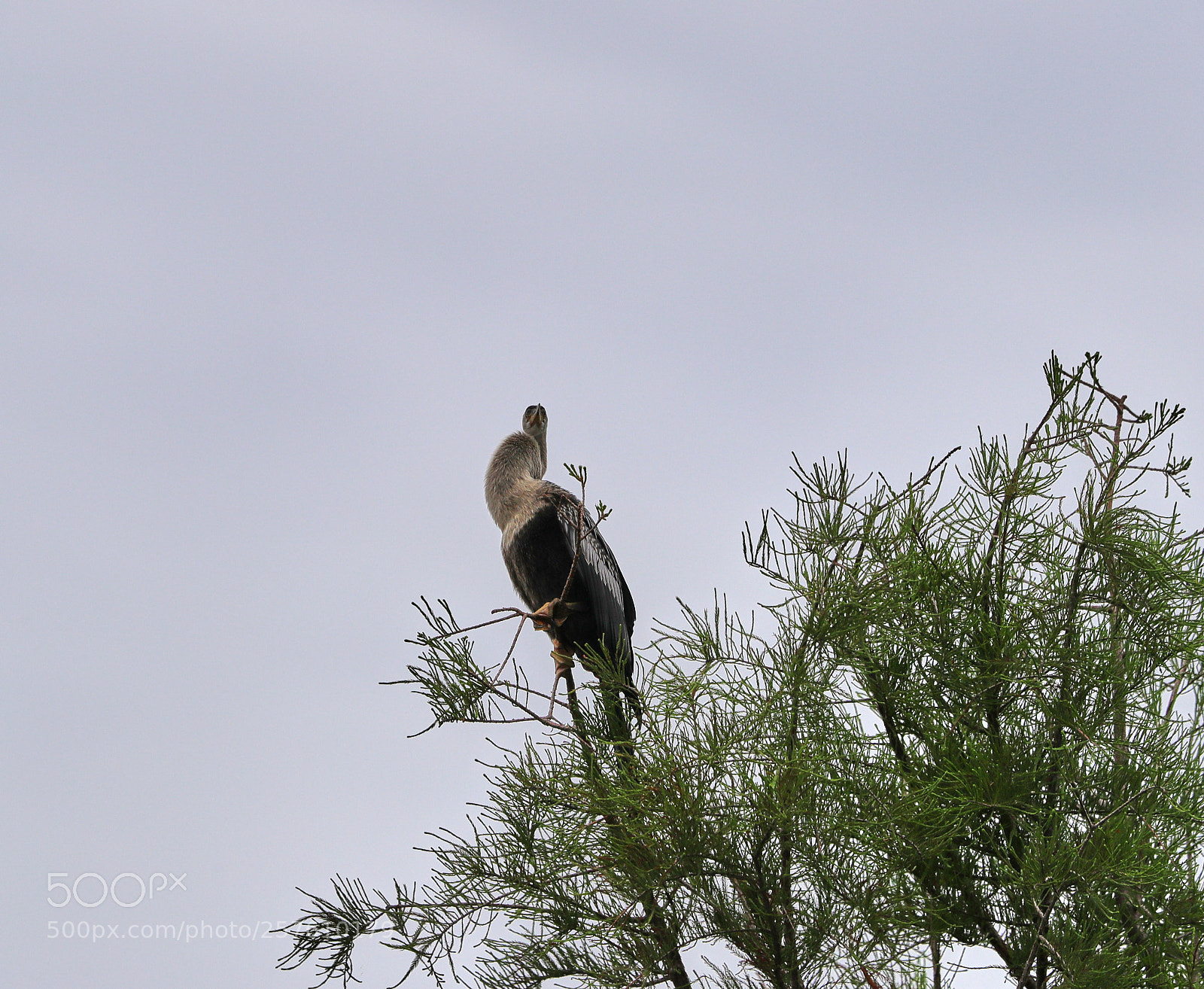 Canon EOS-1D X Mark II sample photo. 05-12-18-0017325.jpg photography