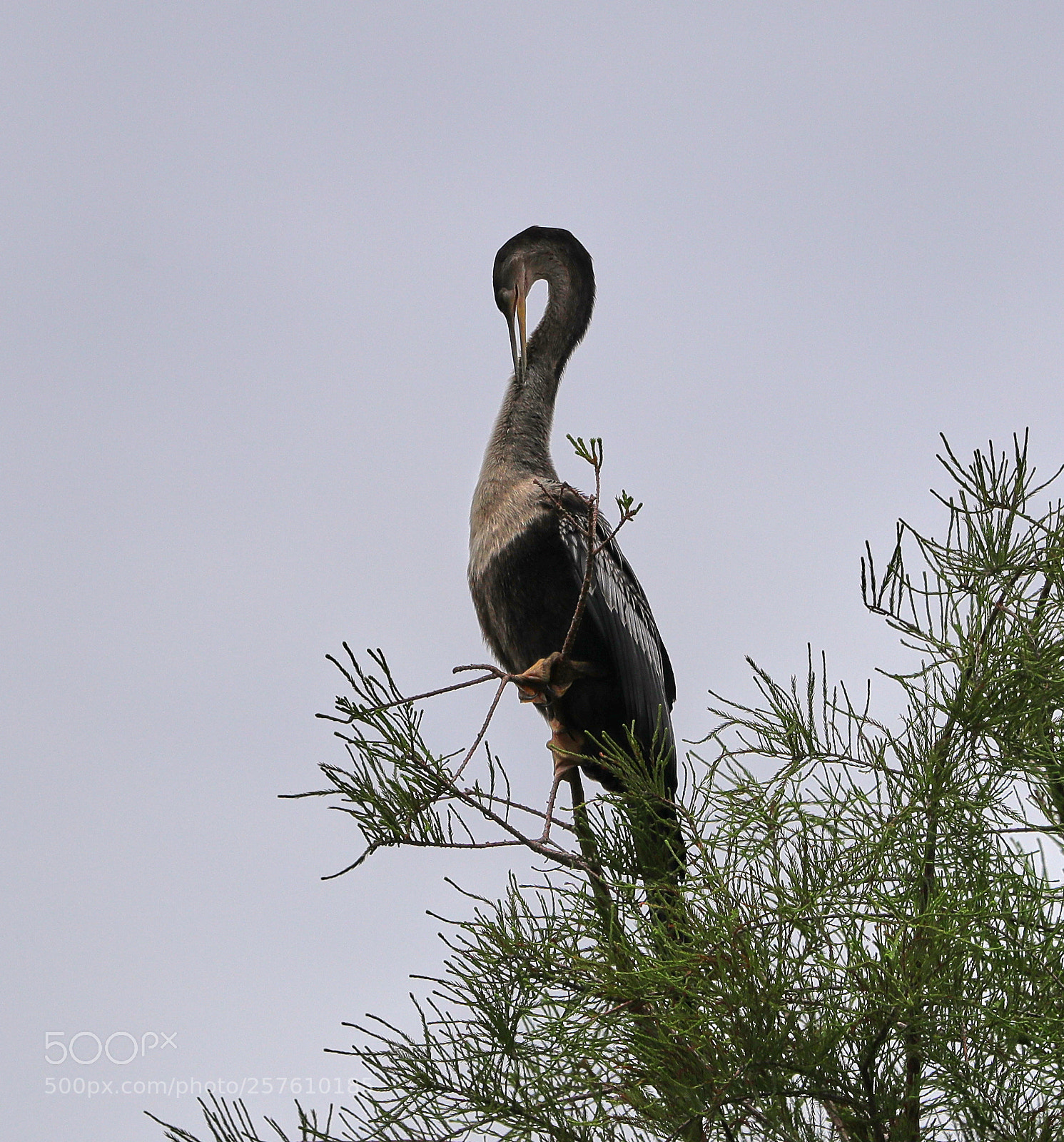 Canon EOS-1D X Mark II sample photo. 05-12-18-0017323.jpg photography