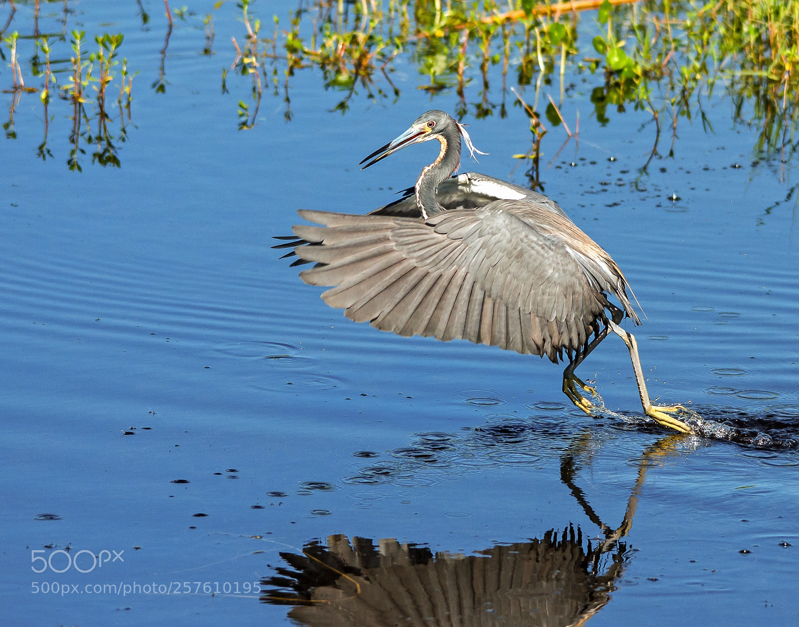 Nikon D7000 sample photo. Dancing on water photography