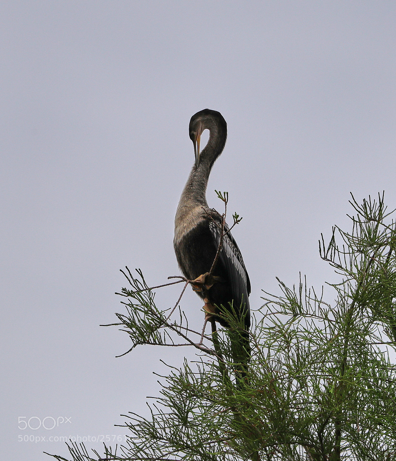 Canon EOS-1D X Mark II sample photo. 05-12-18-0017322.jpg photography
