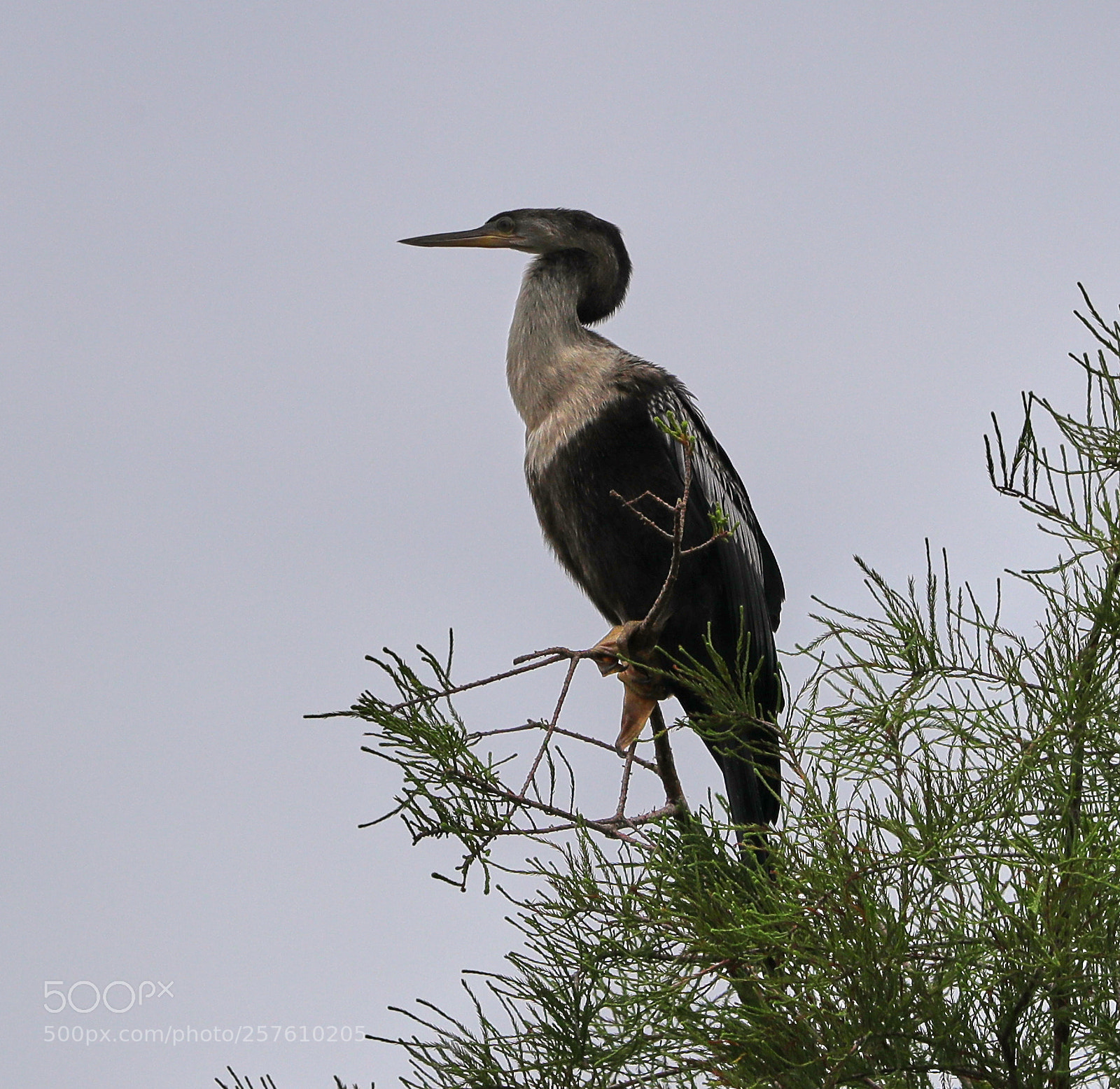 Canon EOS-1D X Mark II sample photo. 05-12-18-0017321.jpg photography