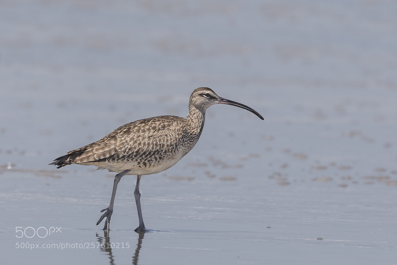 Canon EOS 5D Mark IV sample photo. Whimbrel photography