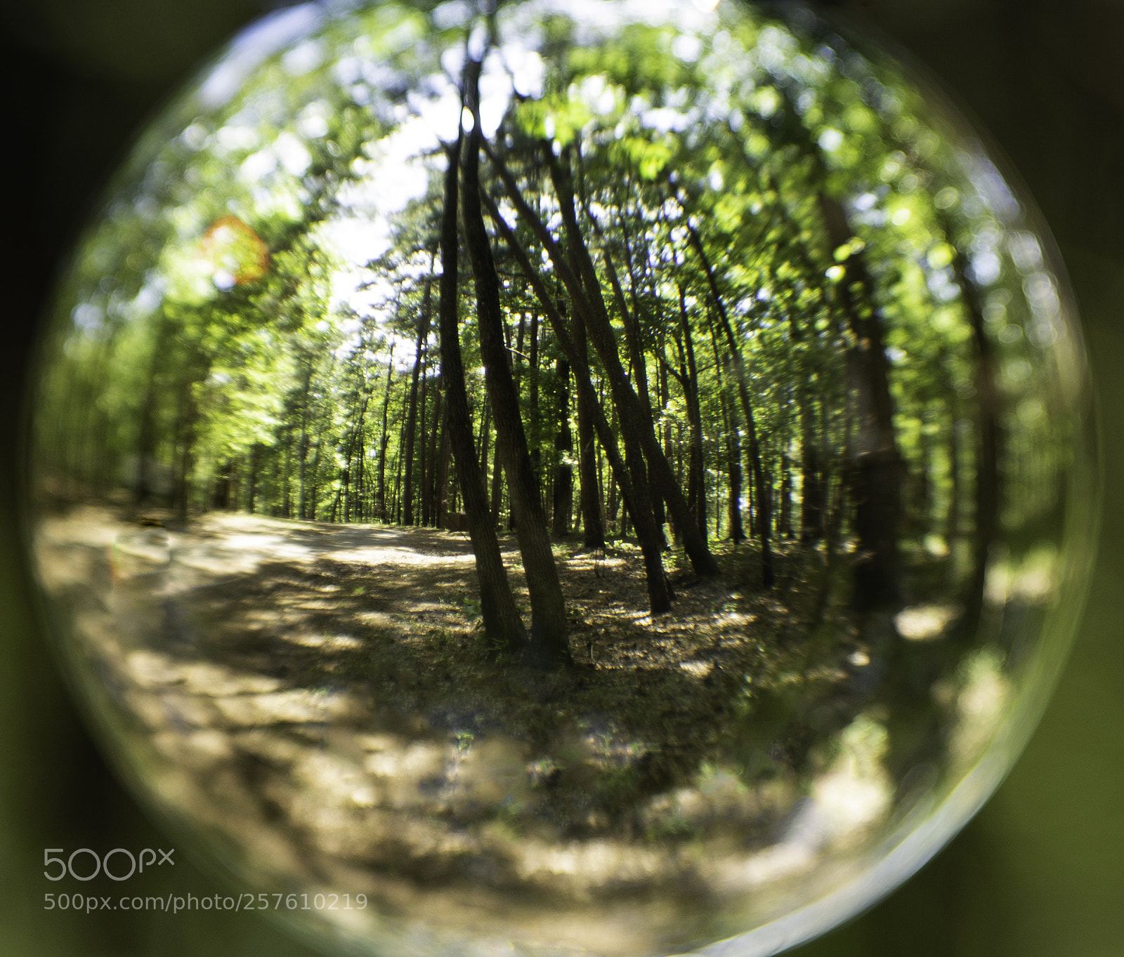 Canon EOS 6D sample photo. Forest in the ball photography