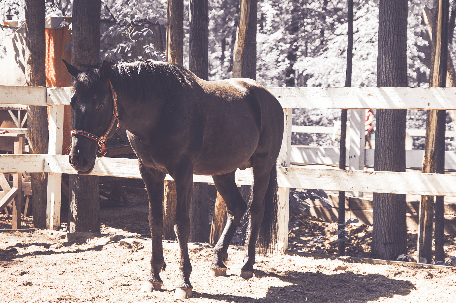Nikon D7100 sample photo. Black horse photography