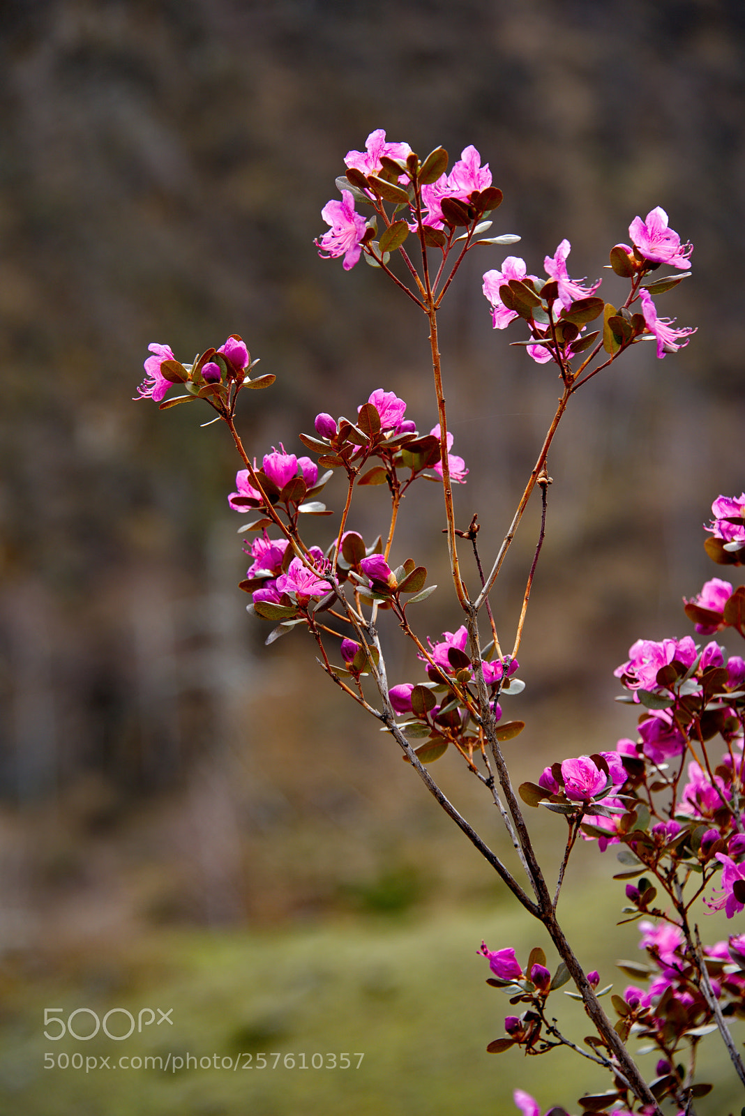 Nikon D750 sample photo. Russia. the south of photography