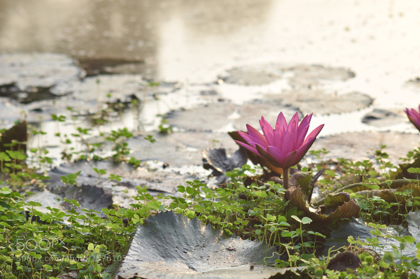 Nikon D3300 sample photo. Petals in the mist photography