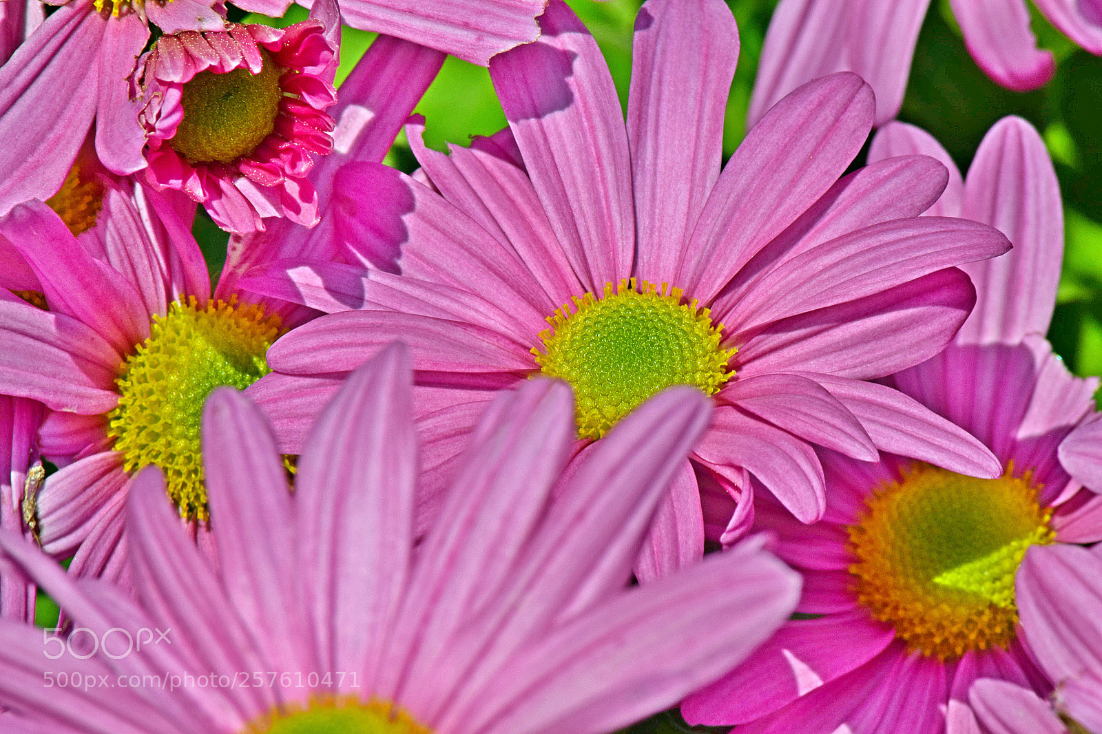 Nikon D5300 sample photo. Daisy flower photography