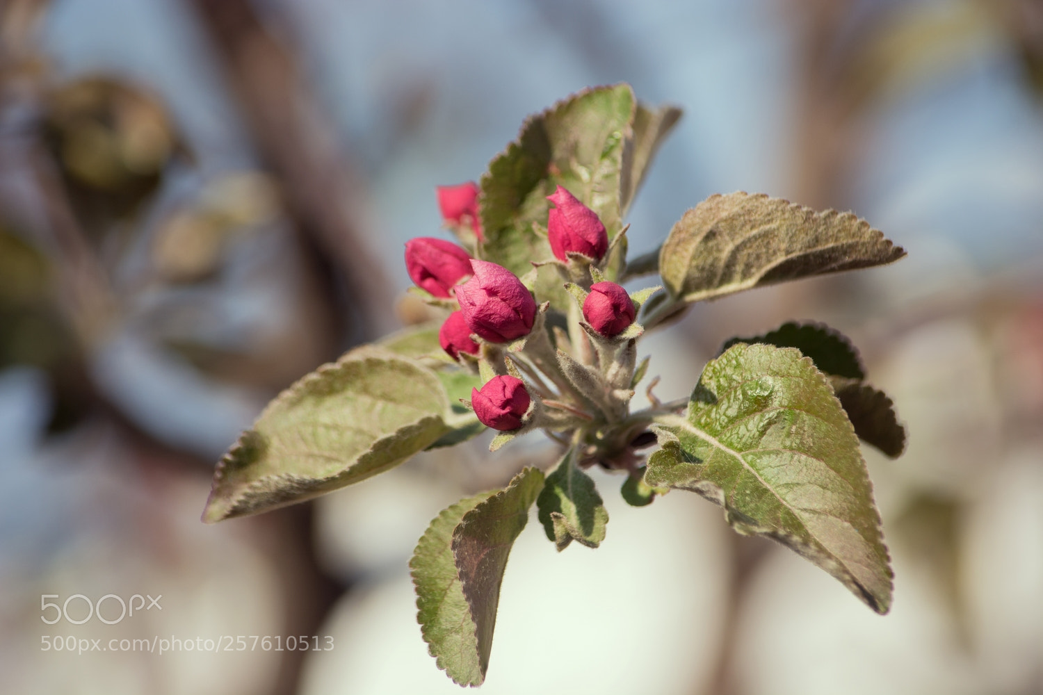 Nikon D7100 sample photo. Яблони в цвету - весны творенье... photography