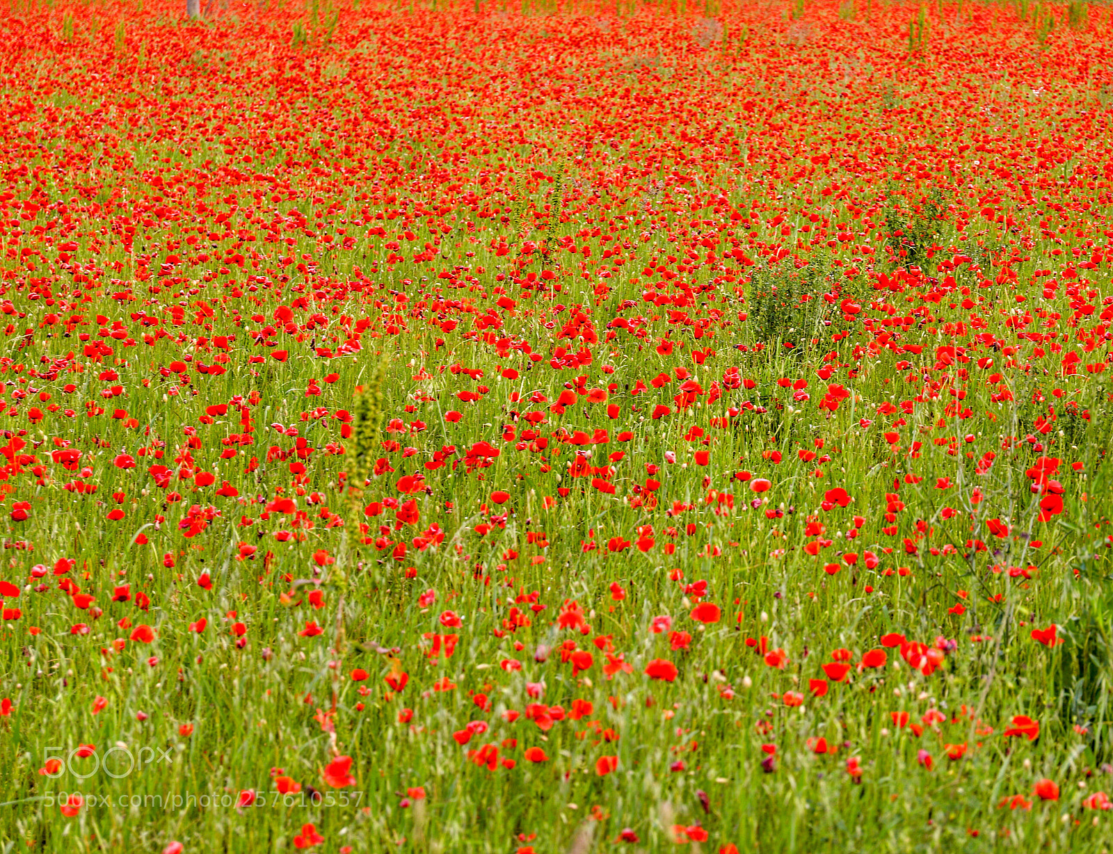 Canon EOS 6D Mark II sample photo. Poppy photography
