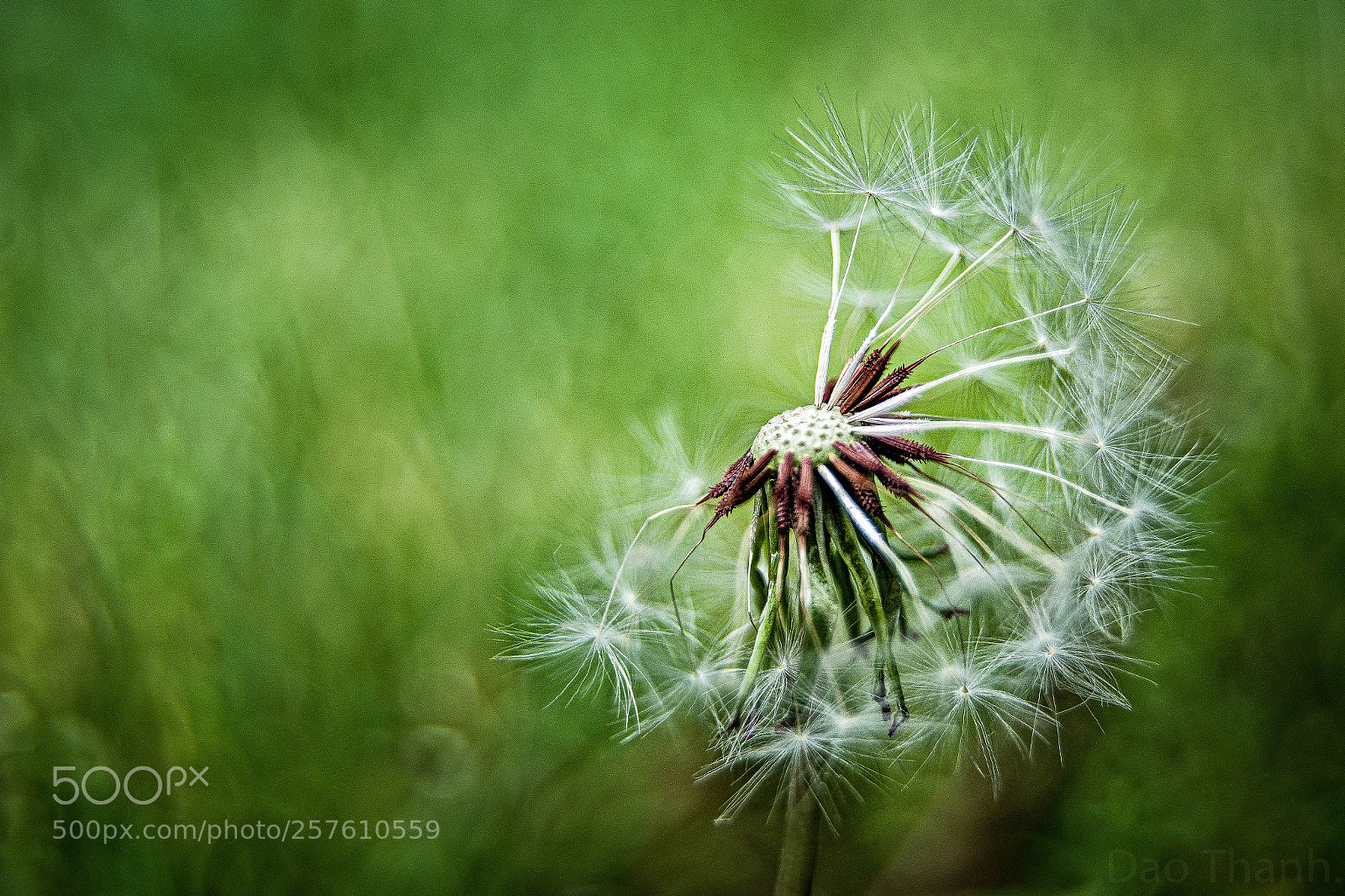 Nikon D7200 sample photo. Dandelion photography