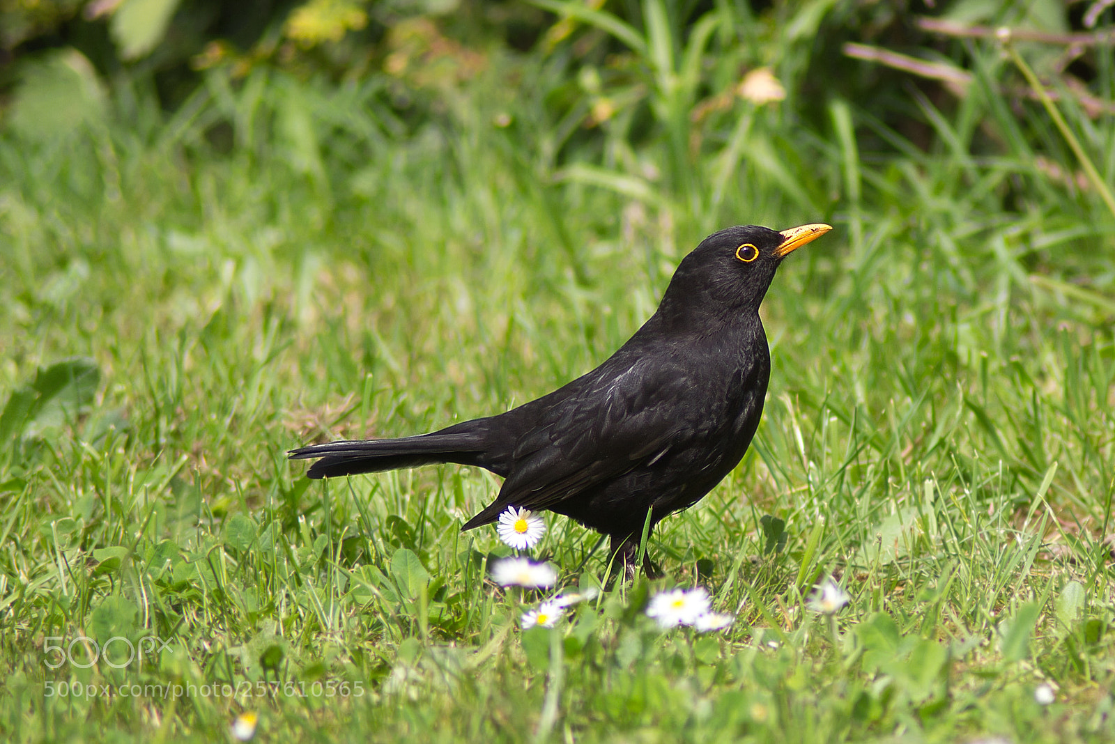 Canon EOS 700D (EOS Rebel T5i / EOS Kiss X7i) sample photo. Gerade im garten erwischt photography