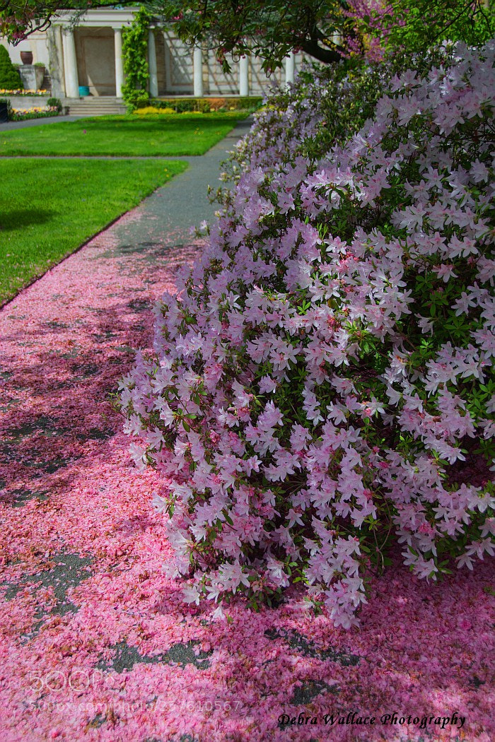 Nikon D7100 sample photo. Spring at untermyer gardens photography