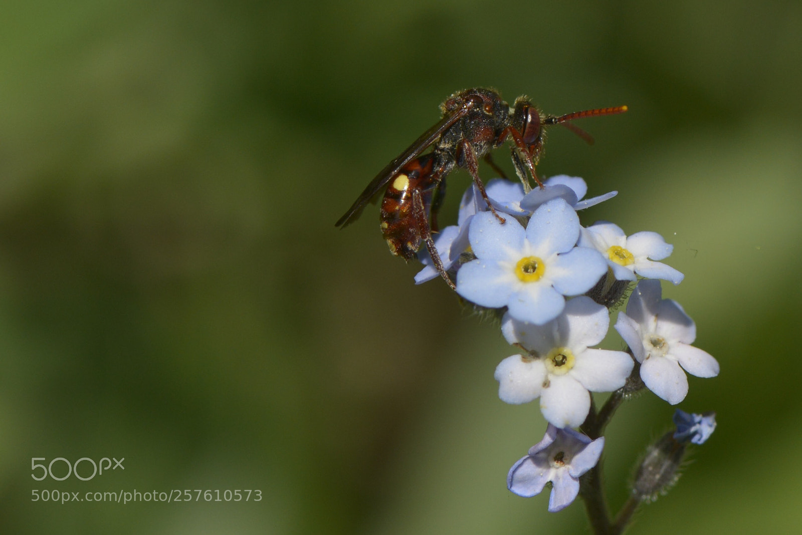 Nikon D800 sample photo. Dans le jardin (2) photography