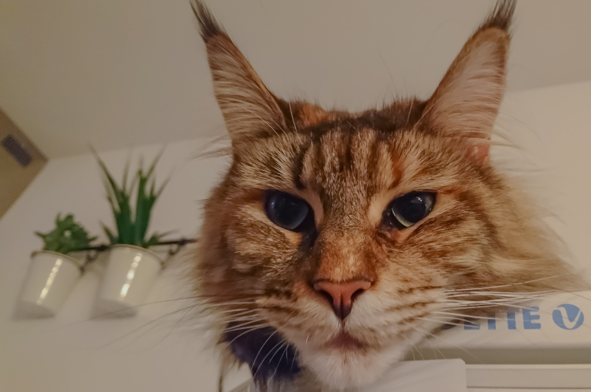 Sony Xperia X Compact sample photo. Maine coon on a fridge photography