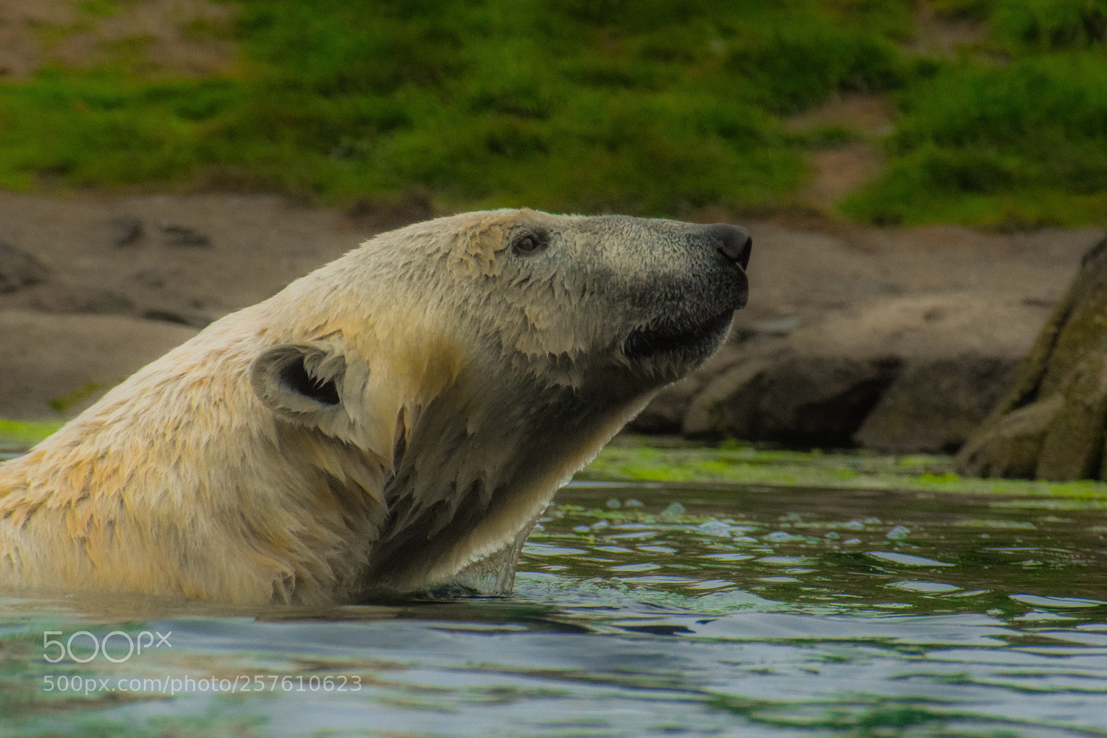 Nikon D3300 sample photo. Polar bear photography