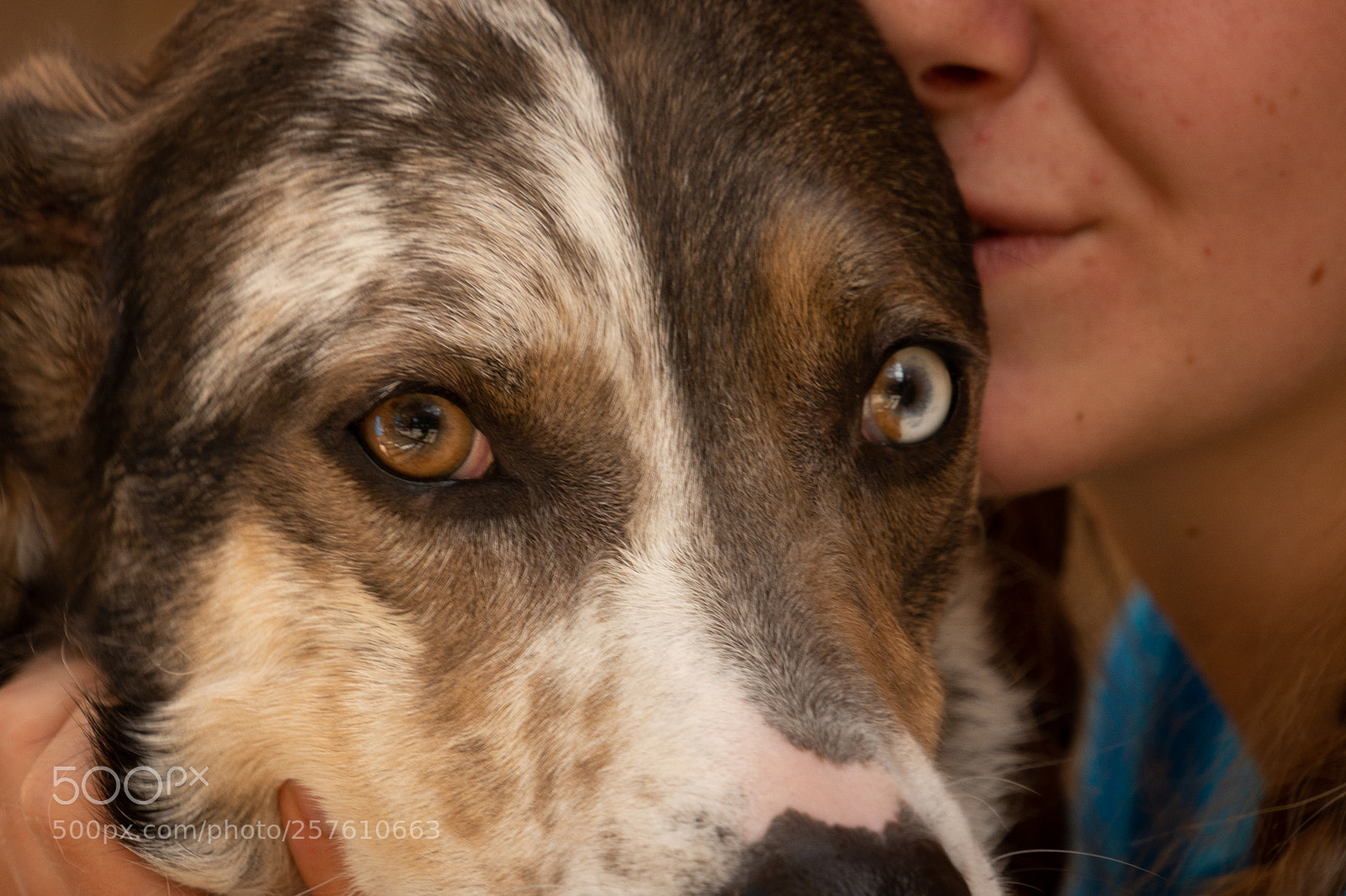 Nikon D7200 sample photo. Crosseyed dog photography