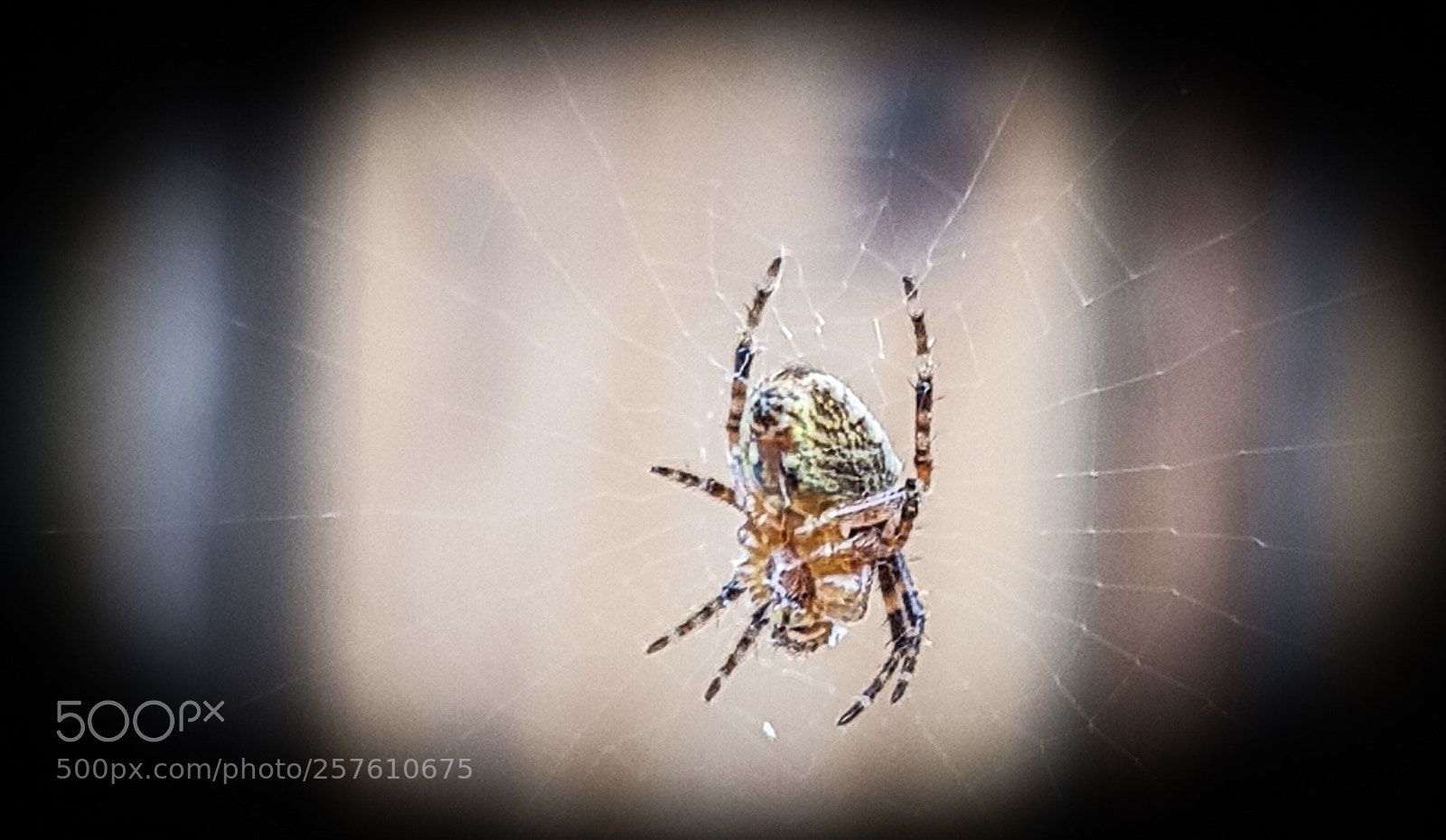 Samsung Galaxy S8 sample photo. Spider waiting for food photography