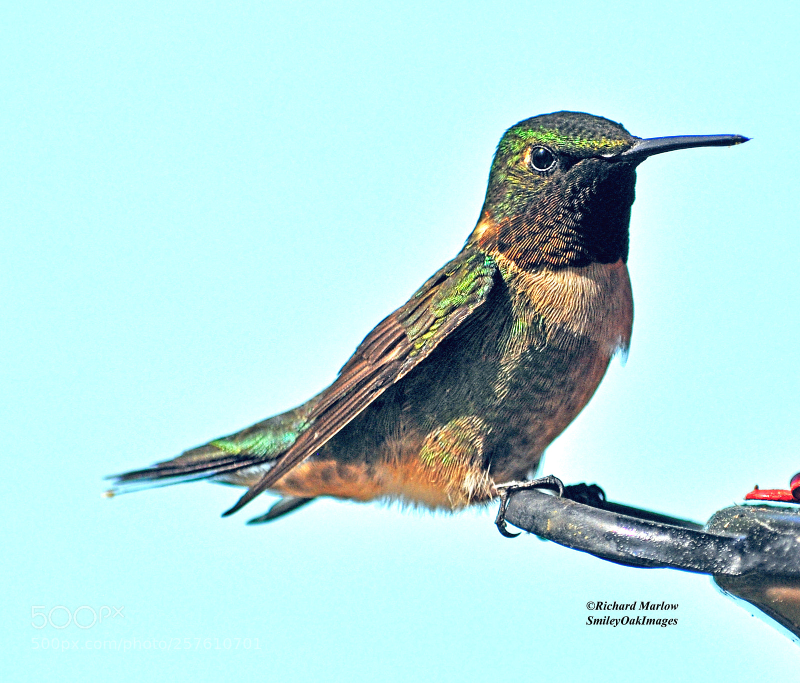 Nikon D5000 sample photo. Hummingbird photography