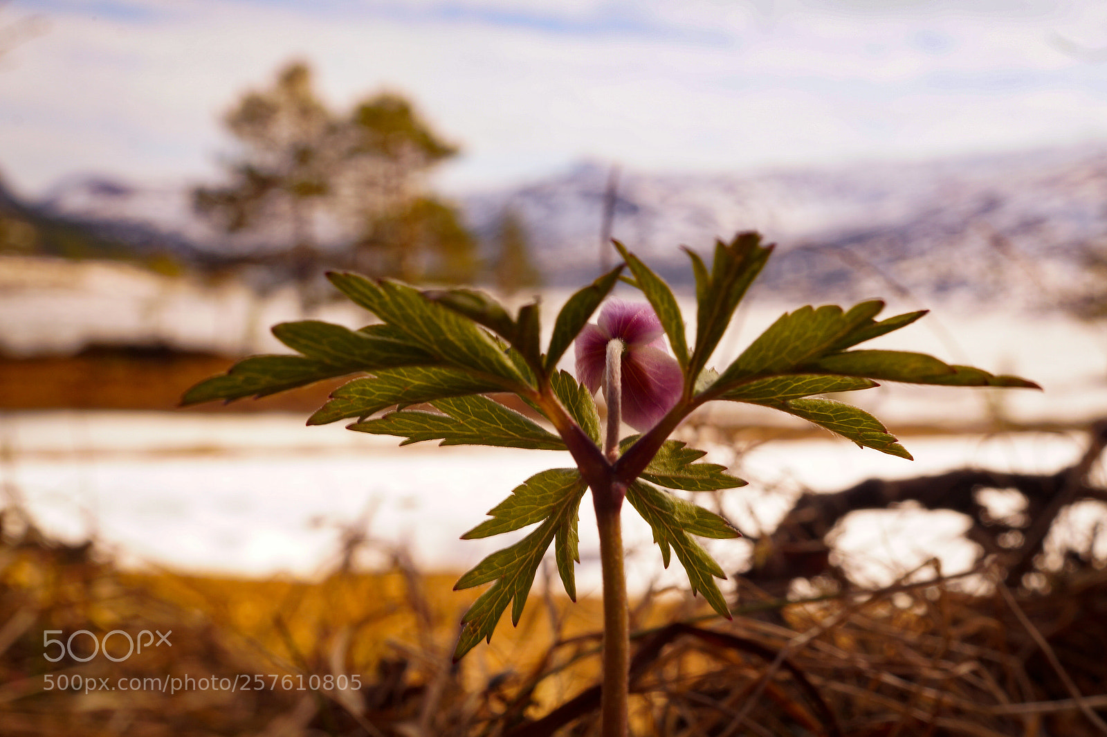Sony SLT-A58 sample photo. Mountain view photography