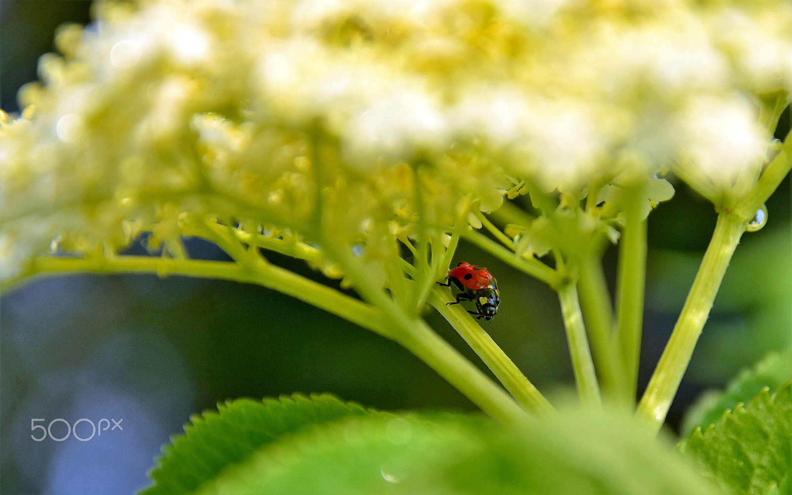 Nikon D5500 sample photo. Under a natural umbrella photography