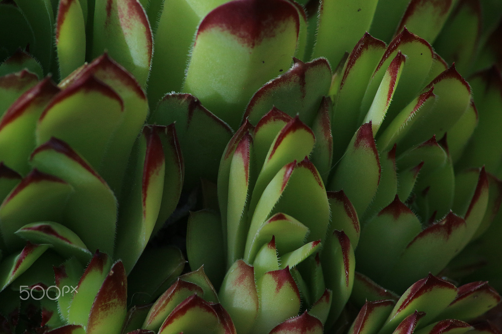 Canon EOS M10 sample photo. Echeveria agavoides photography