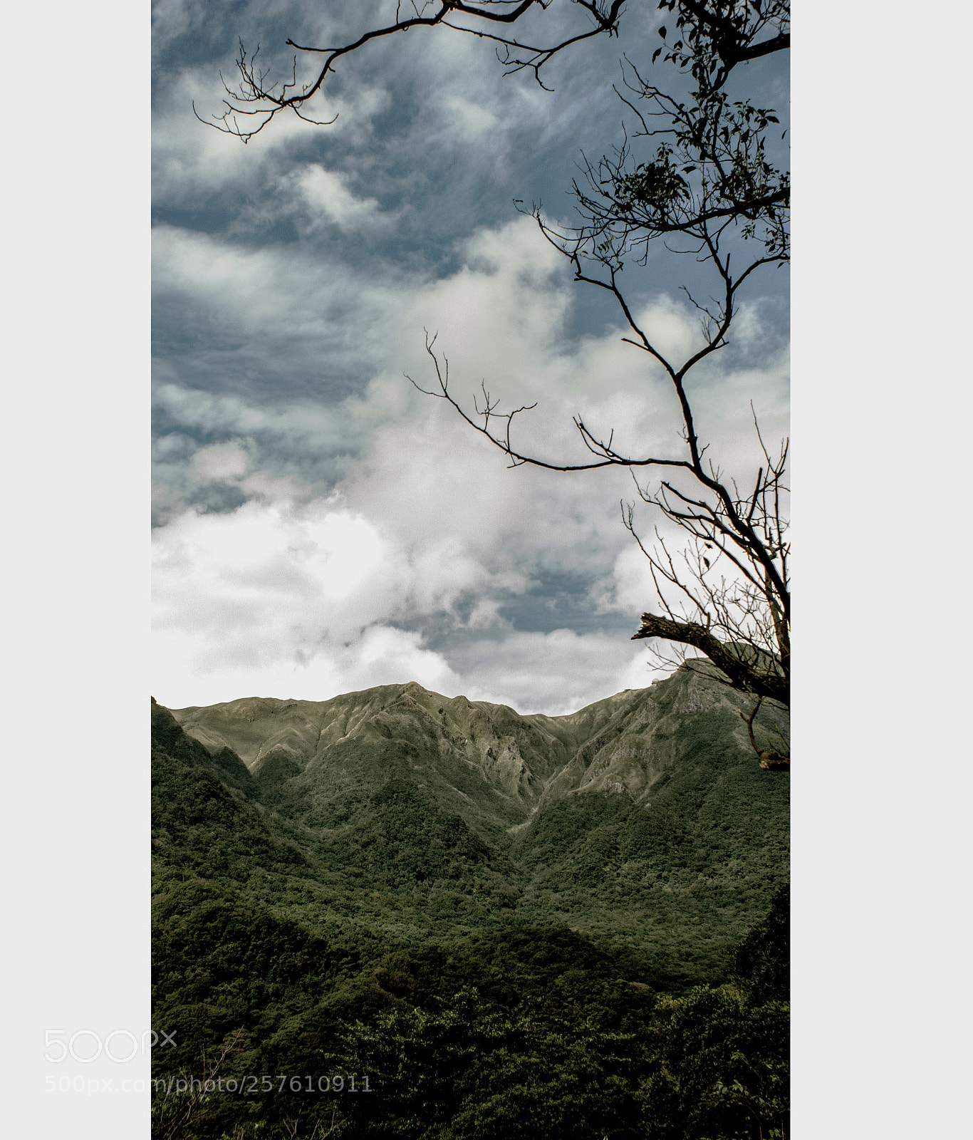 Sony Alpha DSLR-A350 sample photo. Yangmingshan national forest park. photography
