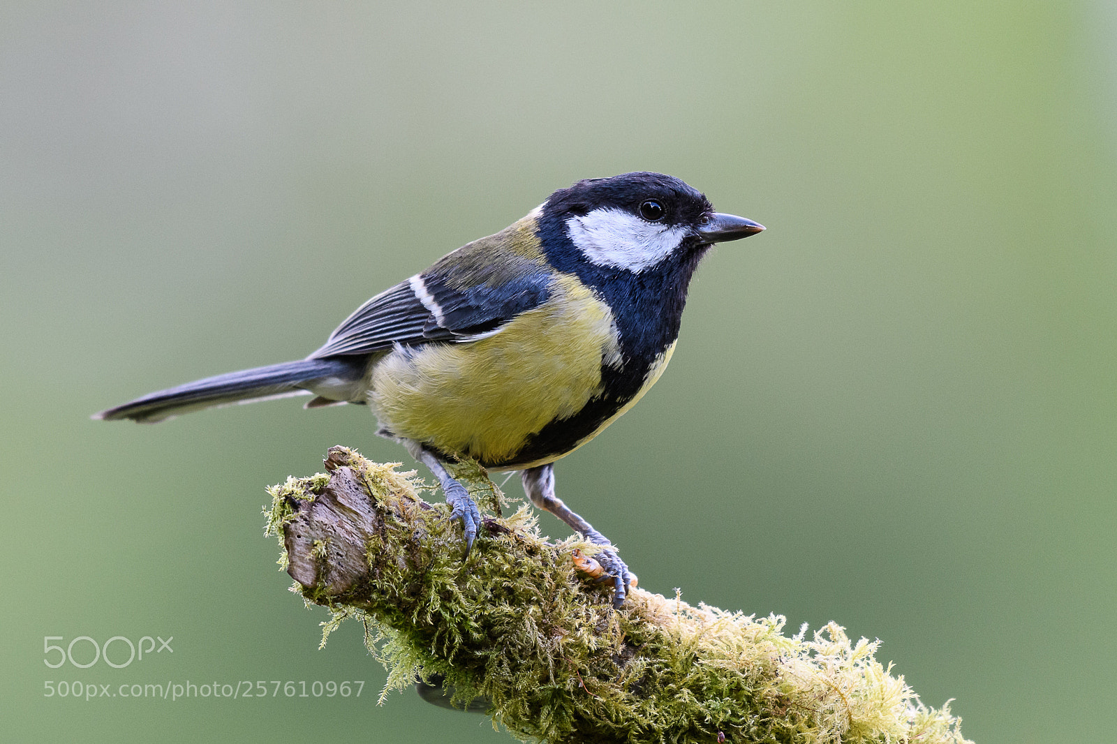 Nikon D500 sample photo. Great tit photography
