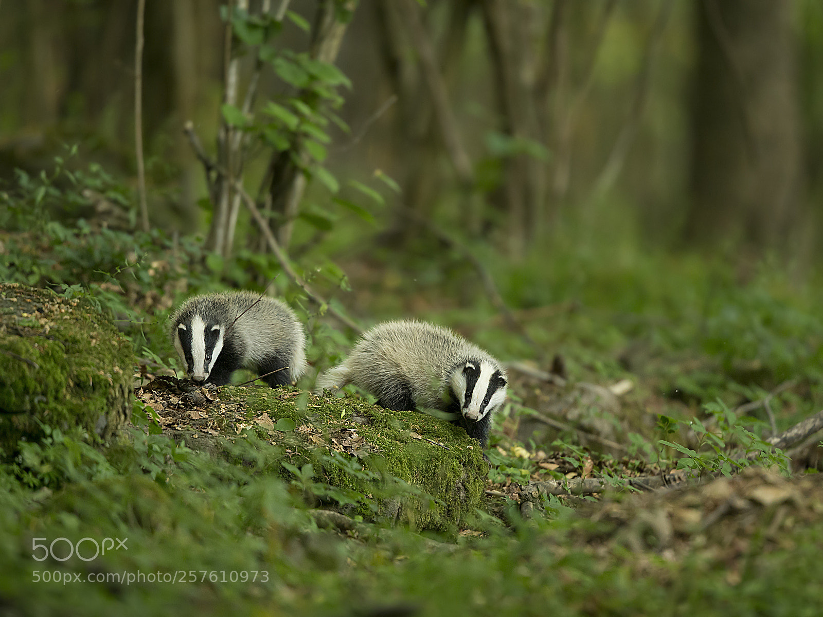 Canon EOS-1D X sample photo. Baby badgers photography