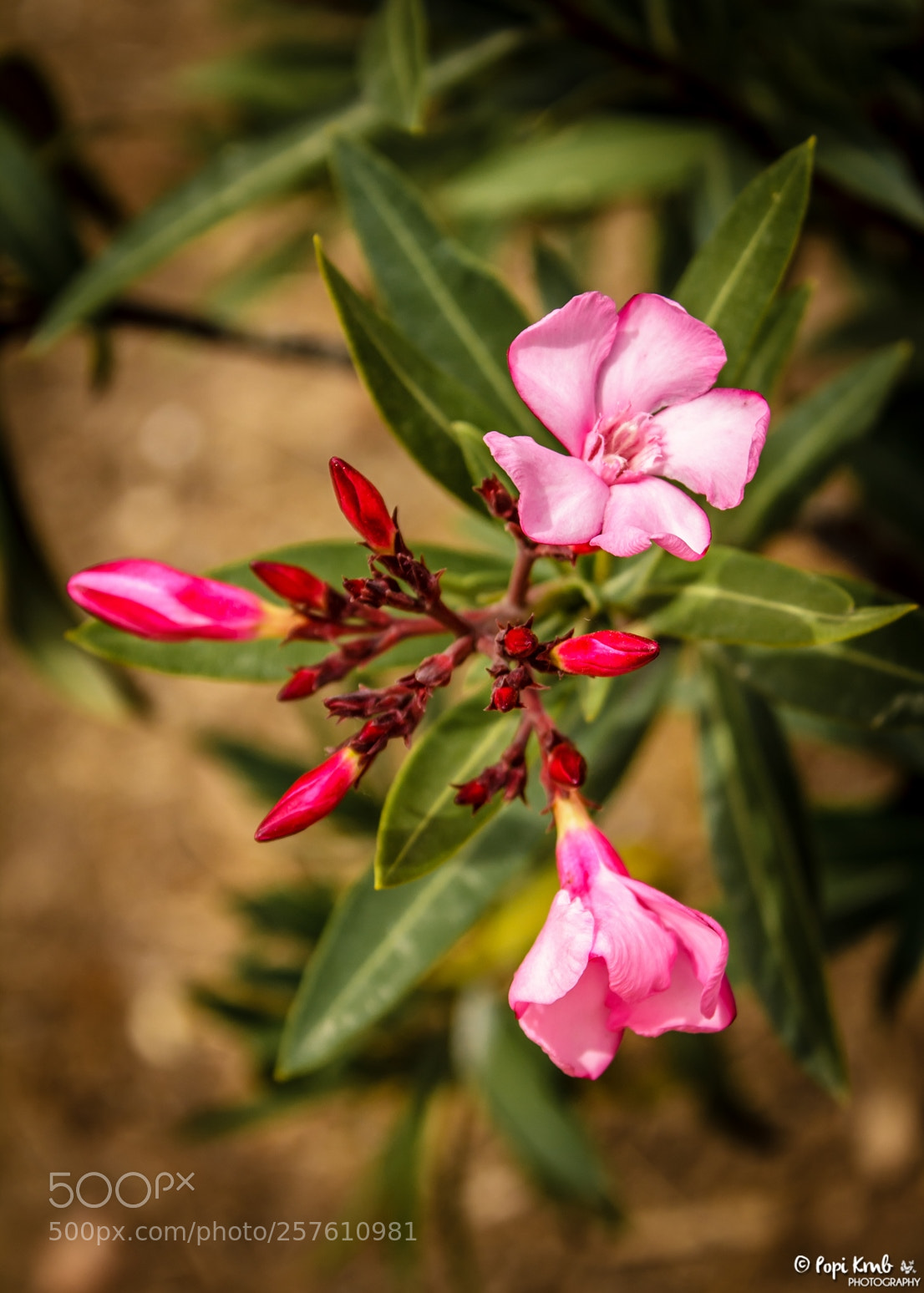 Canon EOS 1200D (EOS Rebel T5 / EOS Kiss X70 / EOS Hi) sample photo. Nerium oleander photography