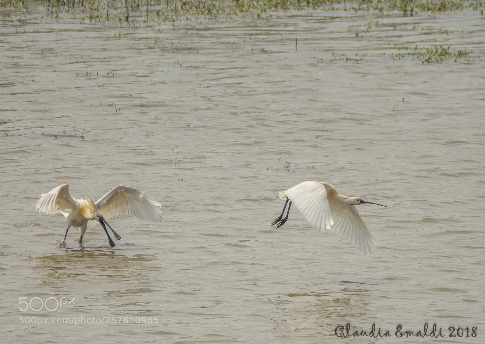 Nikon D500 sample photo. Spatole (spoonbills) photography