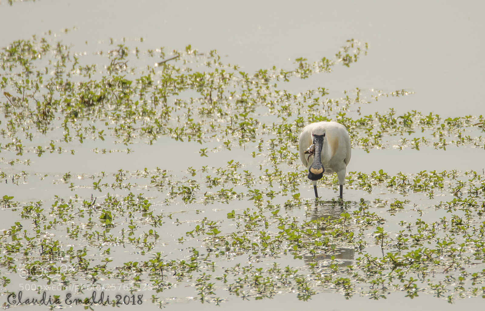 Nikon D500 sample photo. Spatola con granchio spoon photography
