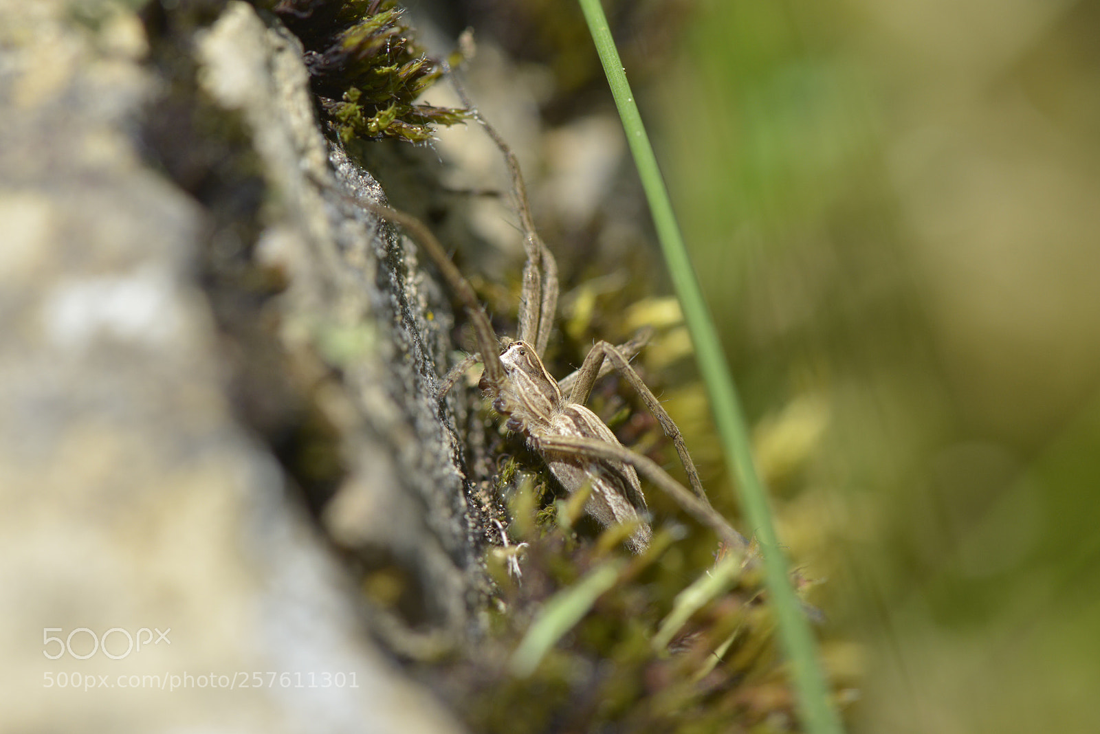 Nikon D800 sample photo. In the garden (last) photography