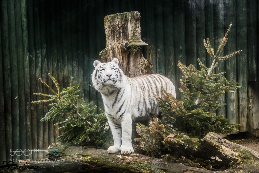 Canon EOS 7D Mark II sample photo. Tiger photography