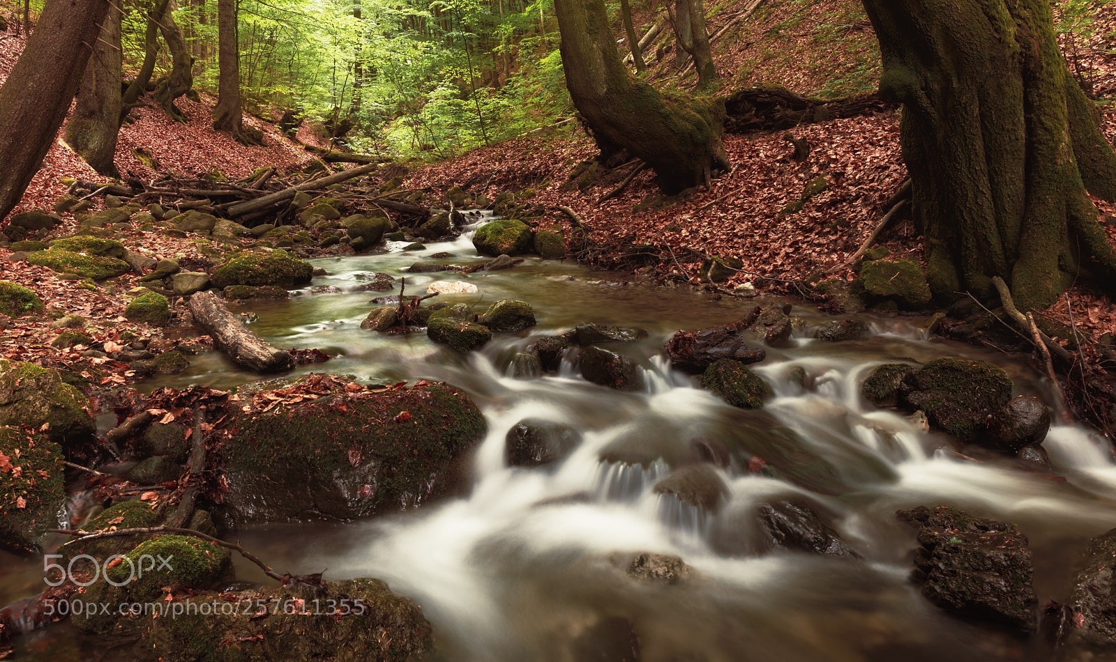 Canon EOS 6D sample photo. Into the woods photography