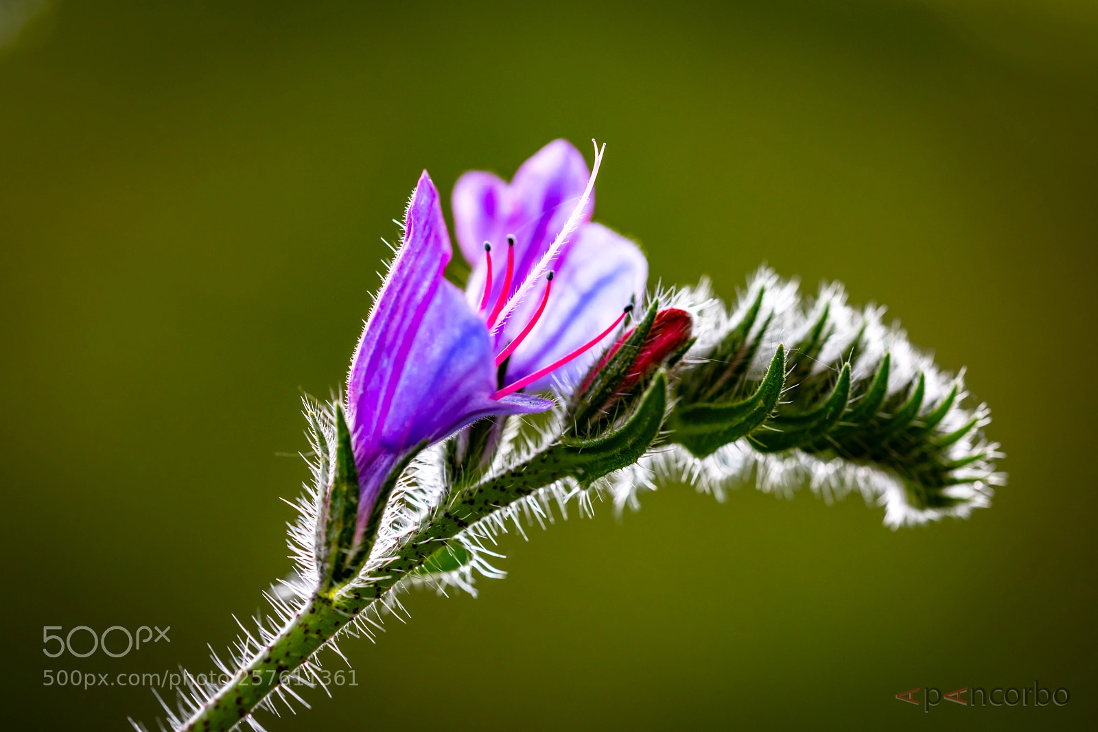 Canon EOS 5D Mark IV sample photo. Viborera echium plantagineum photography