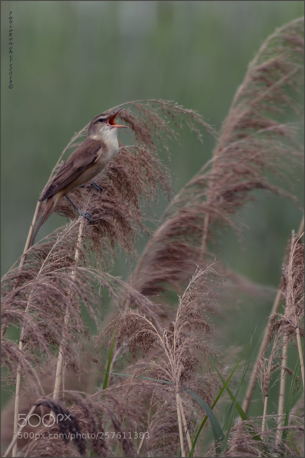 Nikon D500 sample photo. Il cannareccione - acrocephalus photography