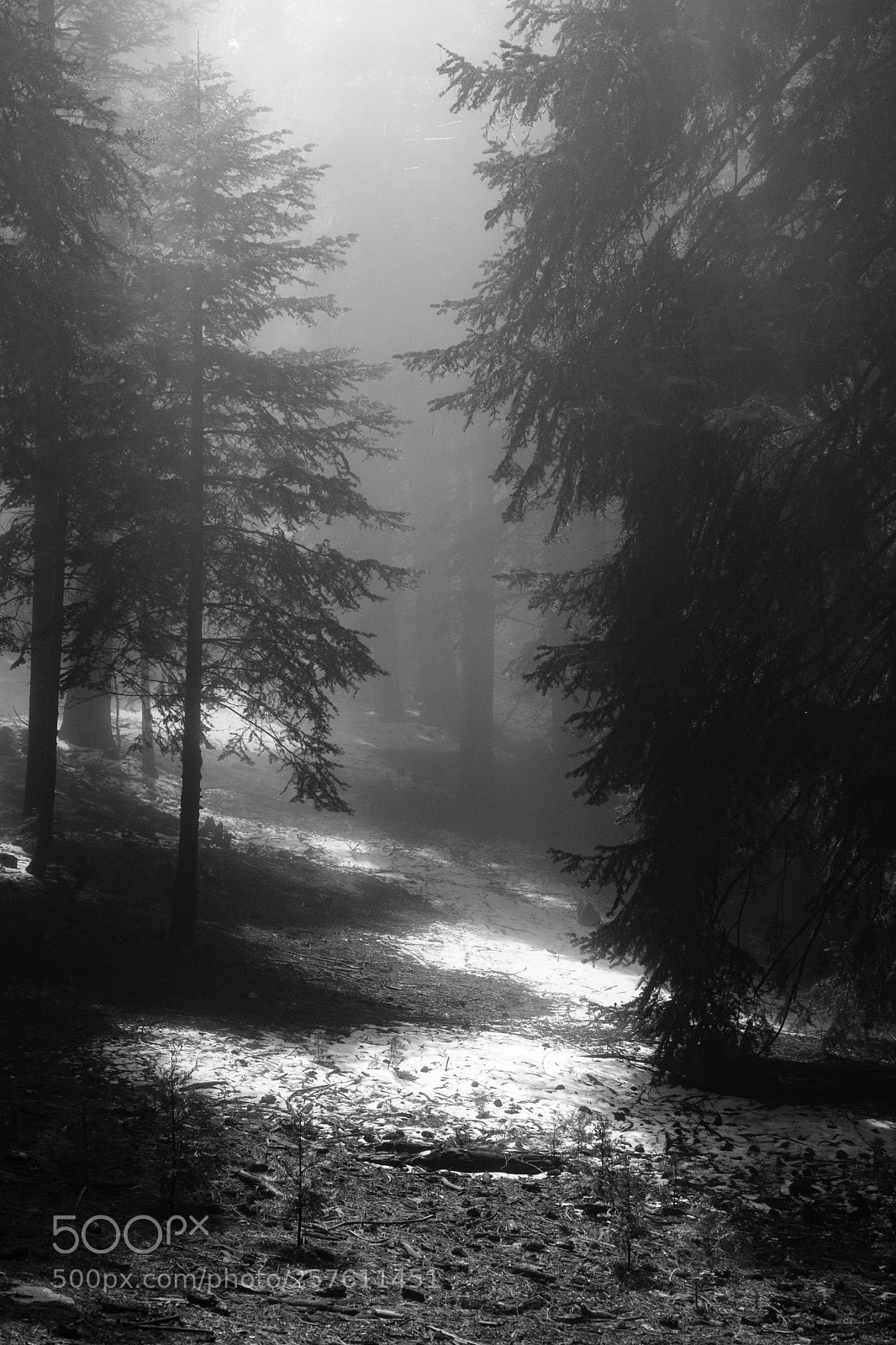 Fujifilm X-T2 sample photo. Twin peaks, california 6849 photography