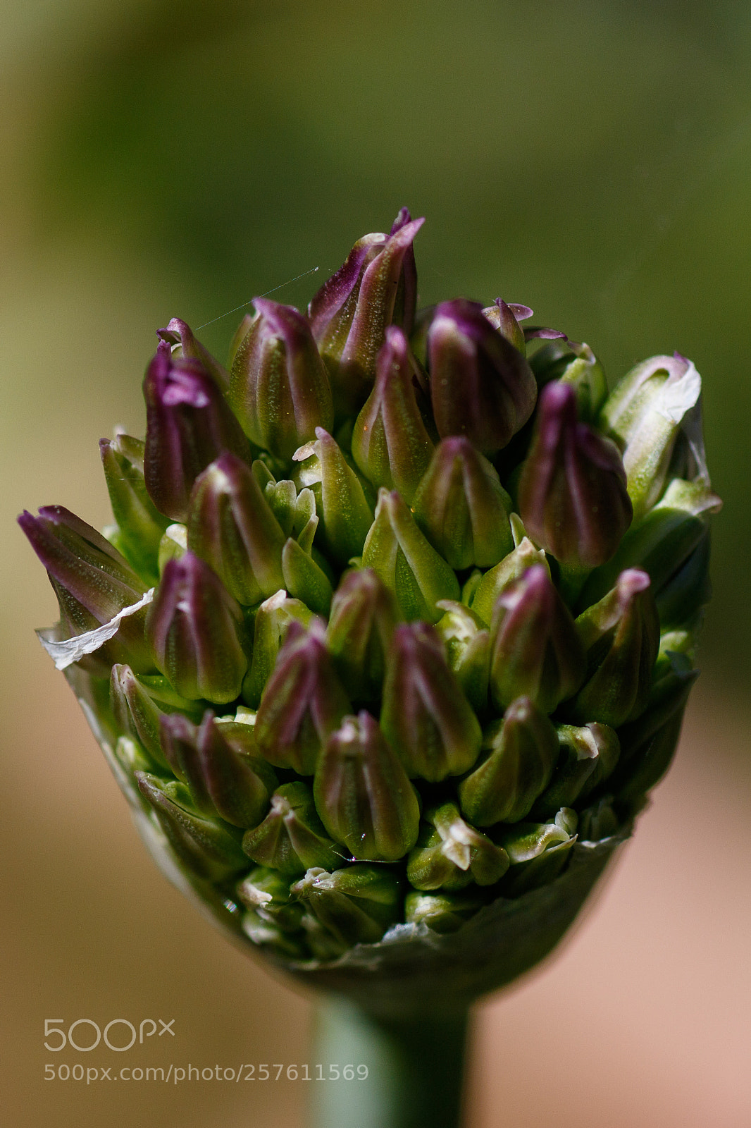 Canon EOS 7D Mark II sample photo. Allium bud photography