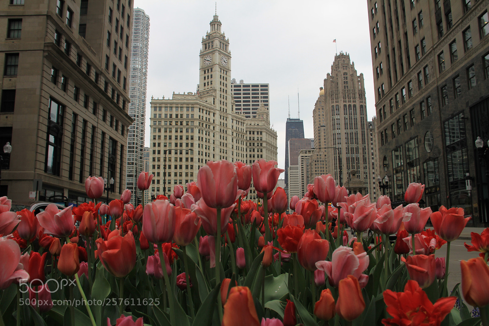 Canon EF-S 18-200mm F3.5-5.6 IS sample photo. Tuliptecture photography