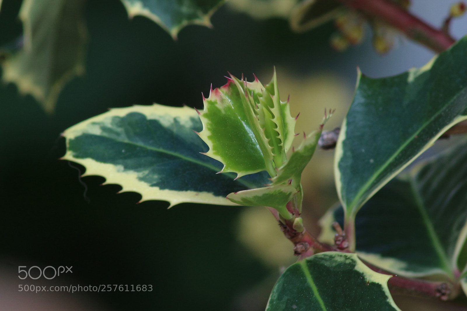 Canon EOS M10 sample photo. Hojas nuevas acebo photography