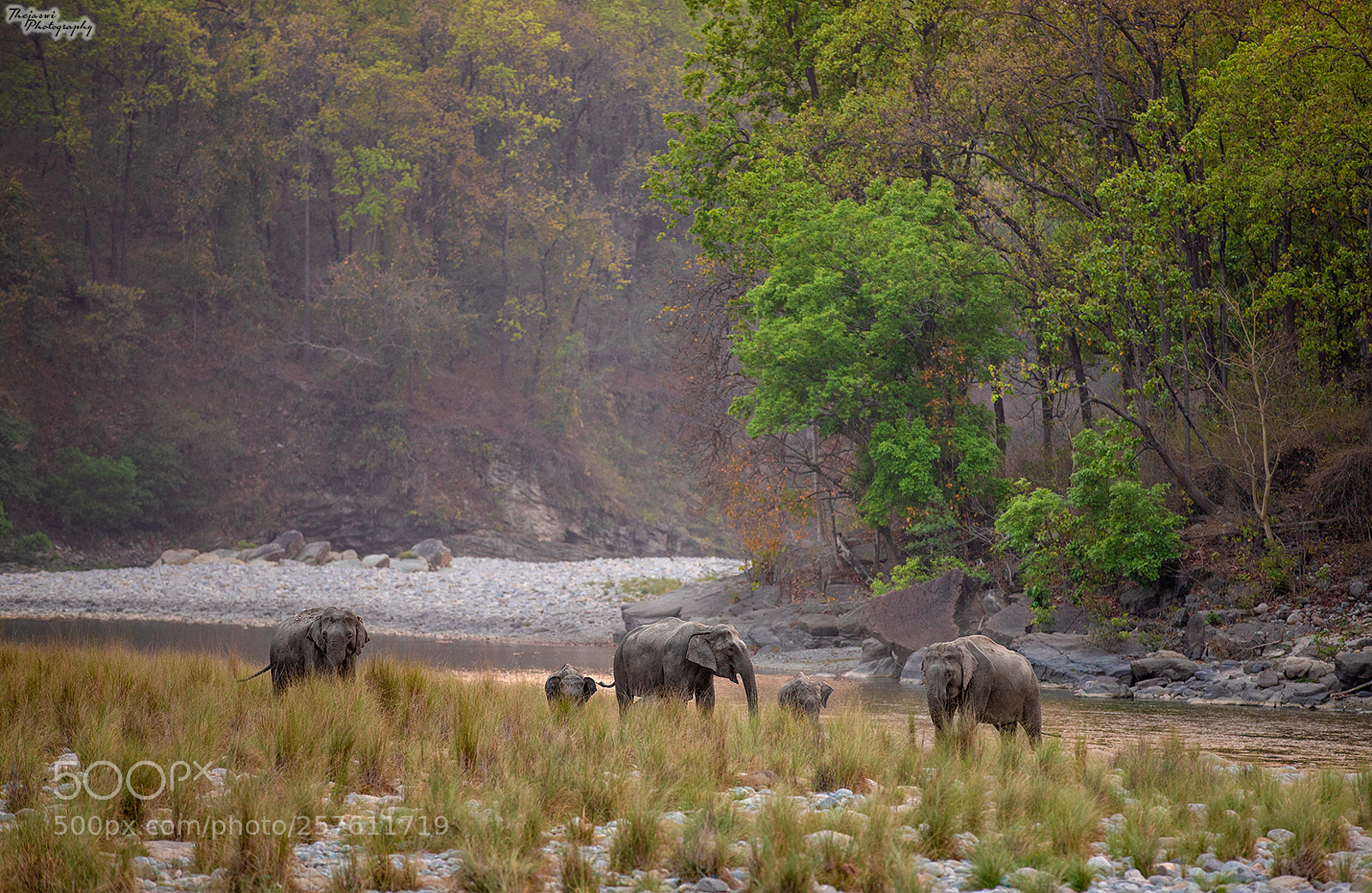 Canon EOS 6D Mark II sample photo. Elephants by the river photography