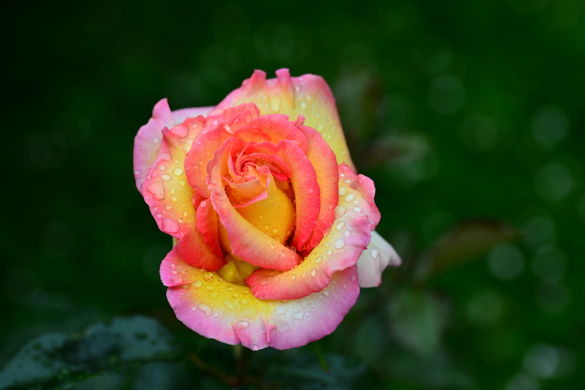 Nikon D800 + Sigma 105mm F2.8 EX DG OS HSM sample photo. Rose du jardin après la pluie photography