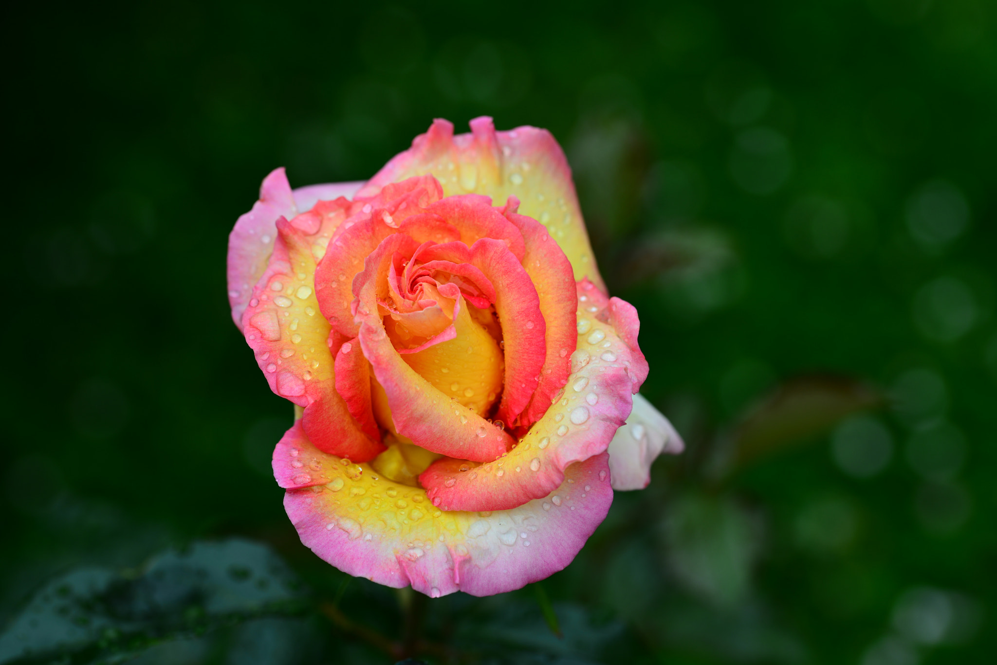 Sigma 105mm F2.8 EX DG OS HSM sample photo. Rose du jardin après la pluie photography
