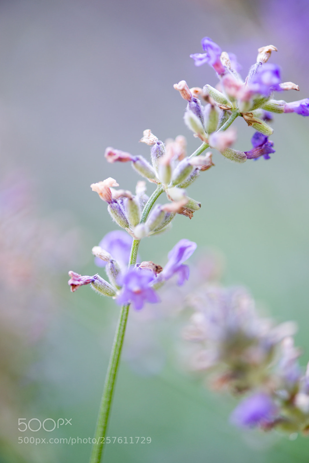 Nikon D800E sample photo. Lavender photography