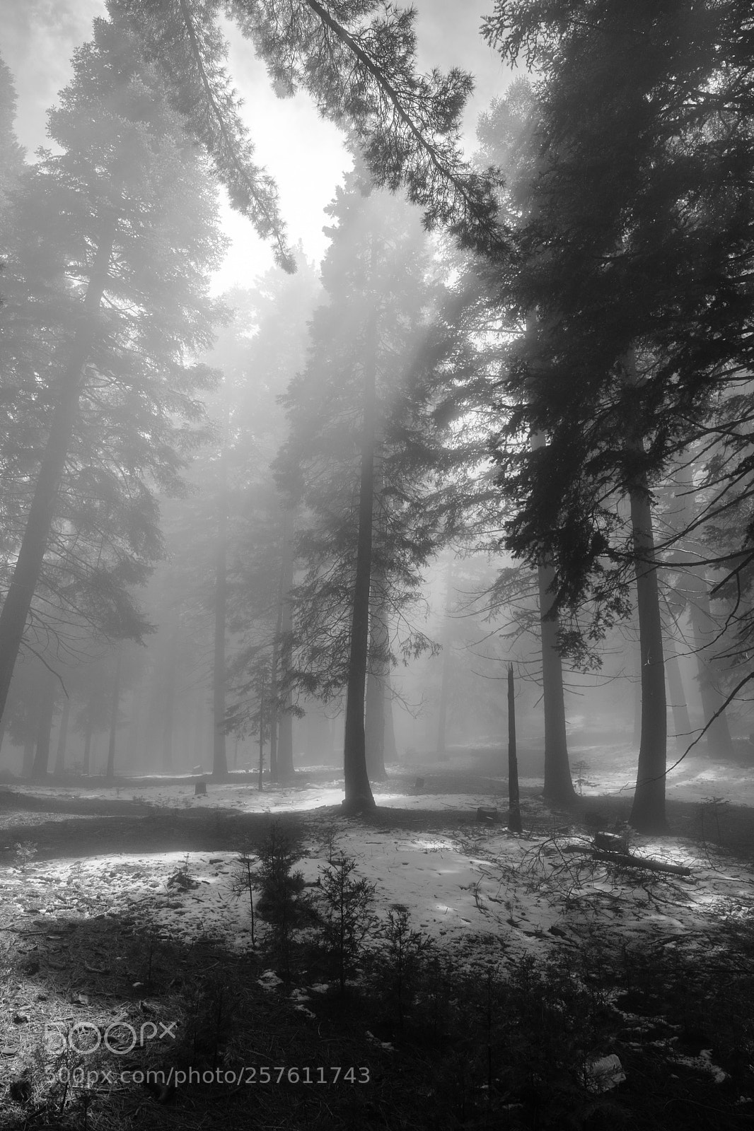 Fujifilm X-T2 sample photo. Twin peaks, california 6861 photography