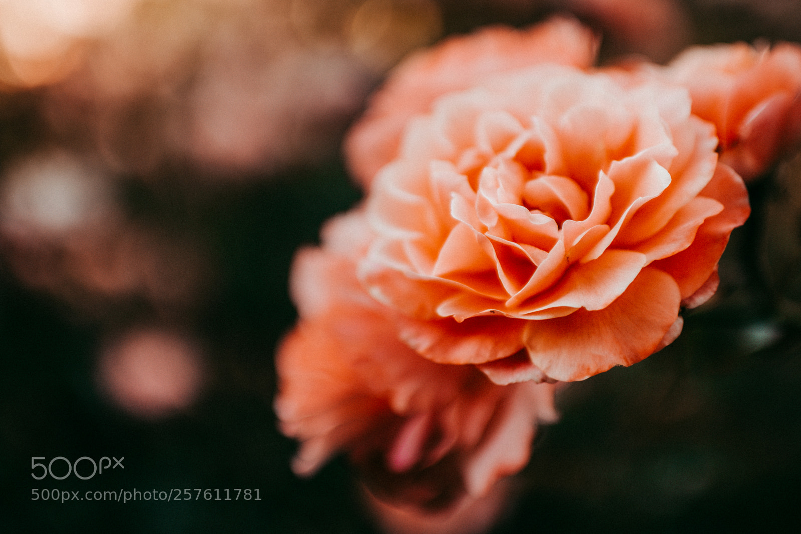 Canon EOS 70D sample photo. Rose sunset photography