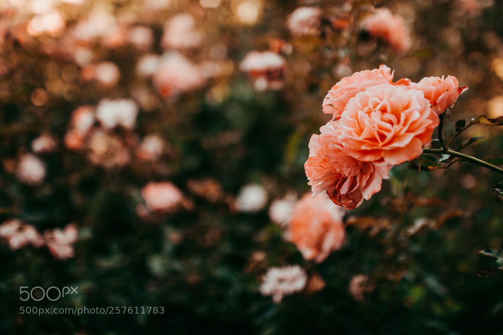 Canon EOS 70D sample photo. Rose sunset photography
