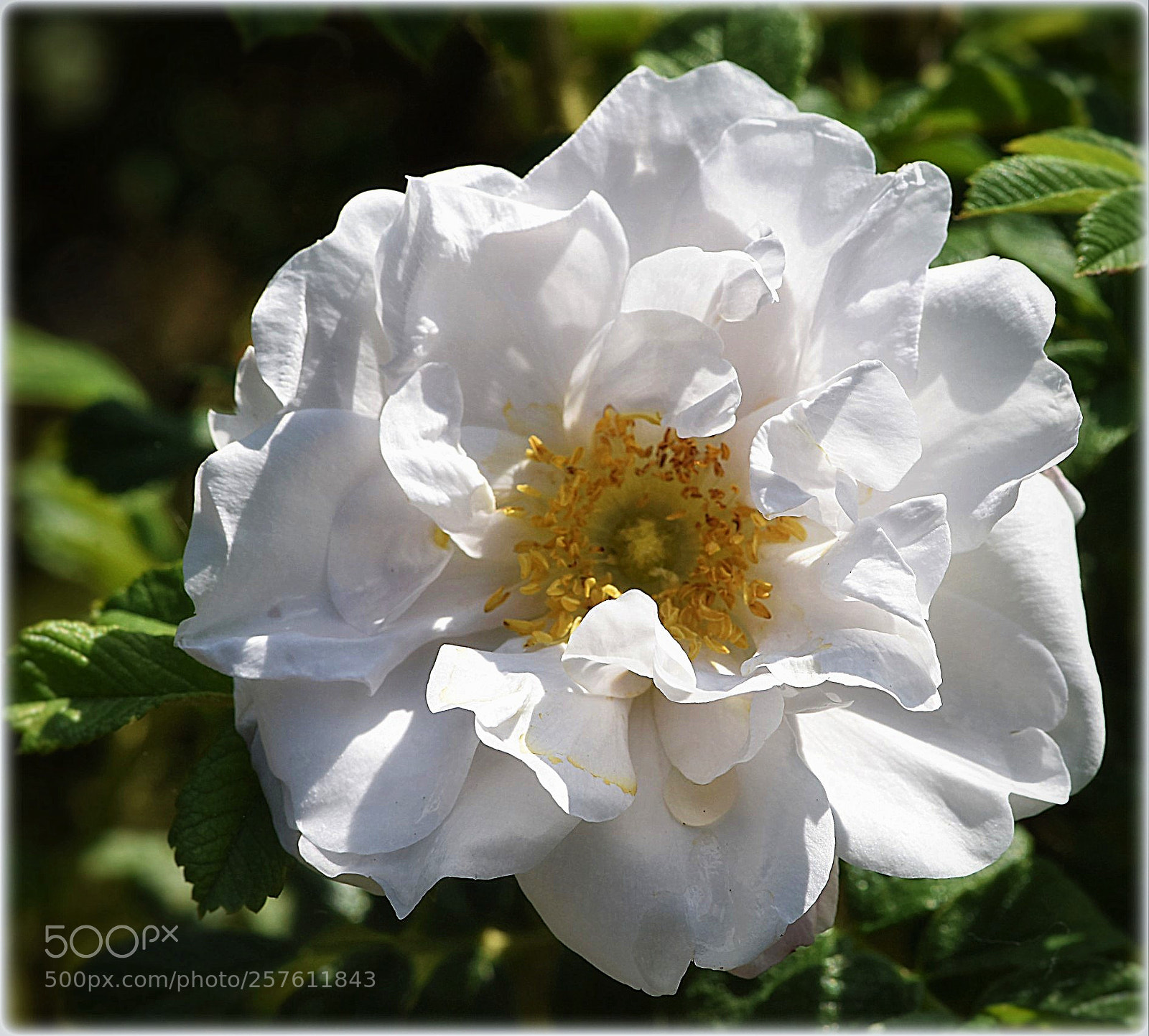 Nikon D810 sample photo. "white bushrose" photography