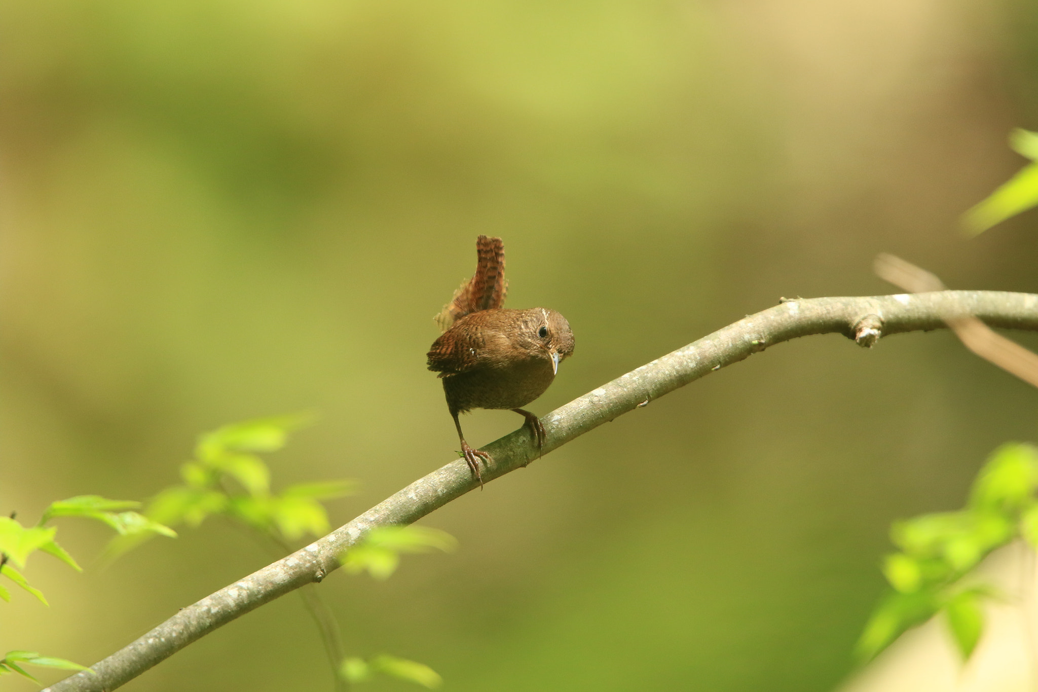 Canon EF 400mm F2.8L IS USM sample photo. Eurasian wren ミソサザイ photography