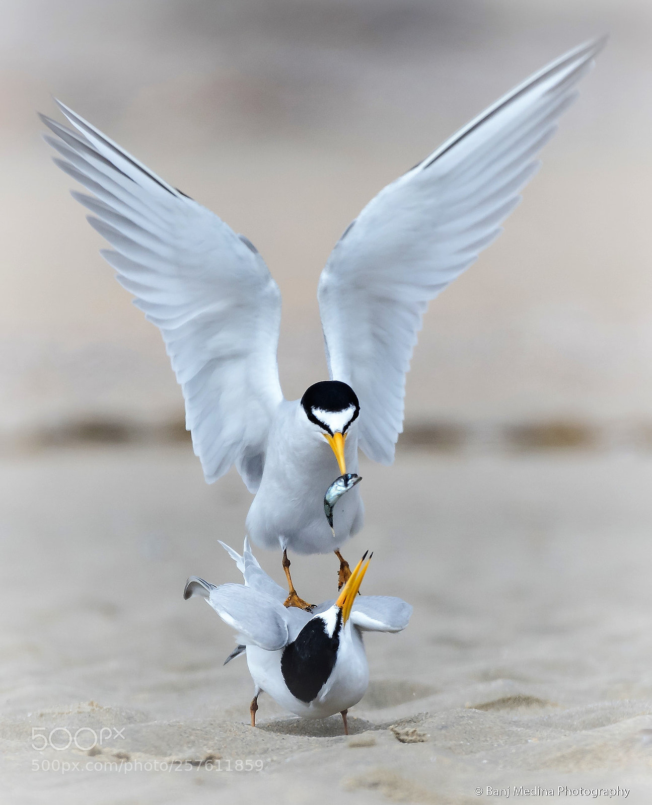 Nikon D500 sample photo. Least terns photography